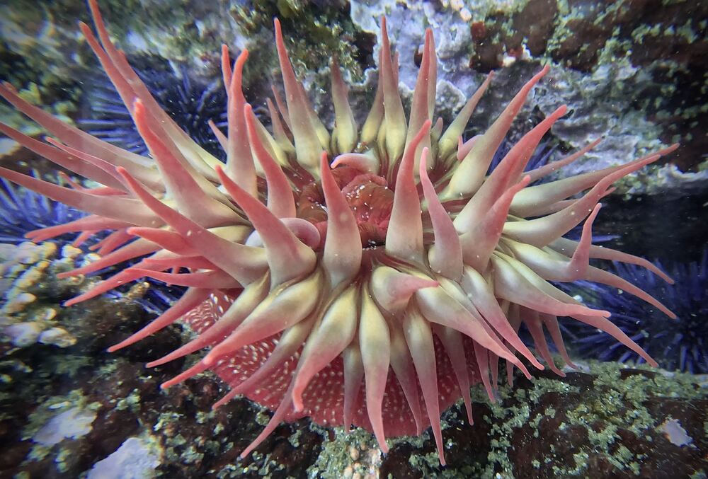 Underwater photograph
