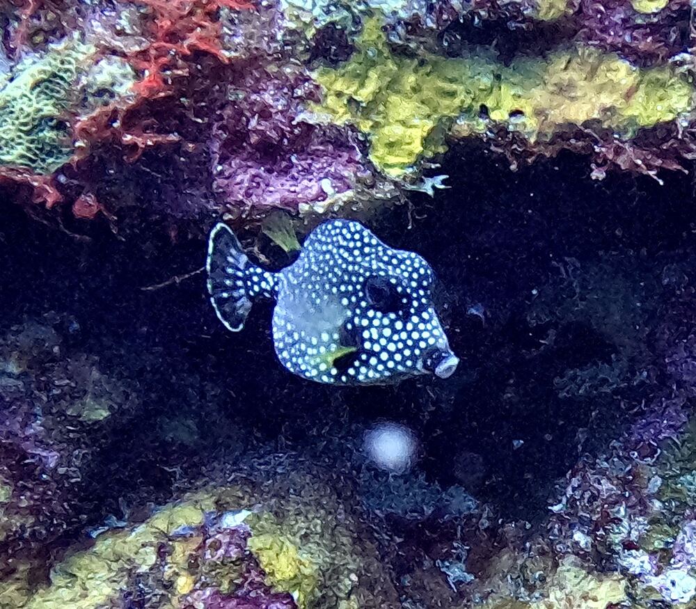 Underwater photograph
