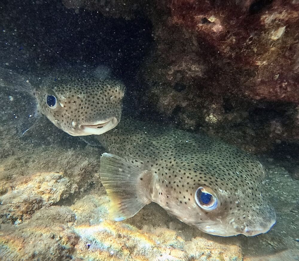 Underwater photograph