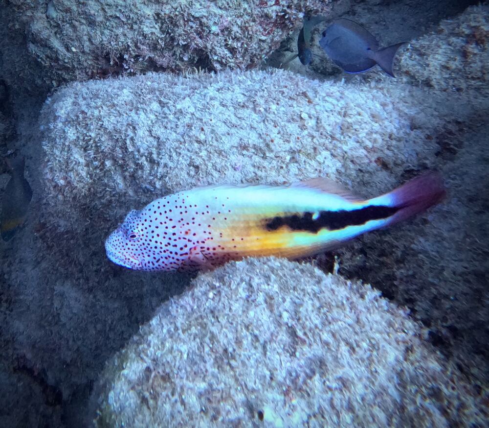 Underwater photograph