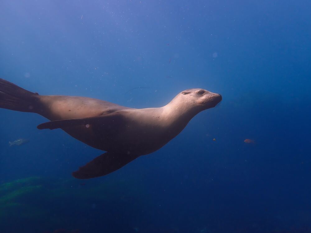 Underwater photograph