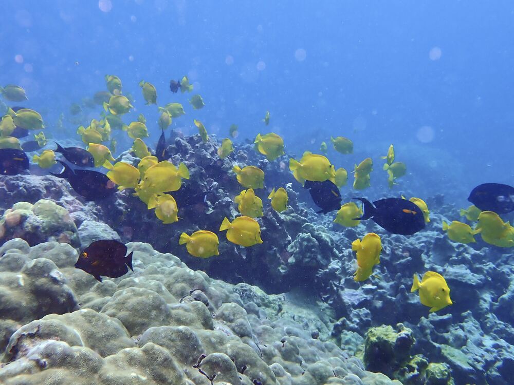 Underwater photograph