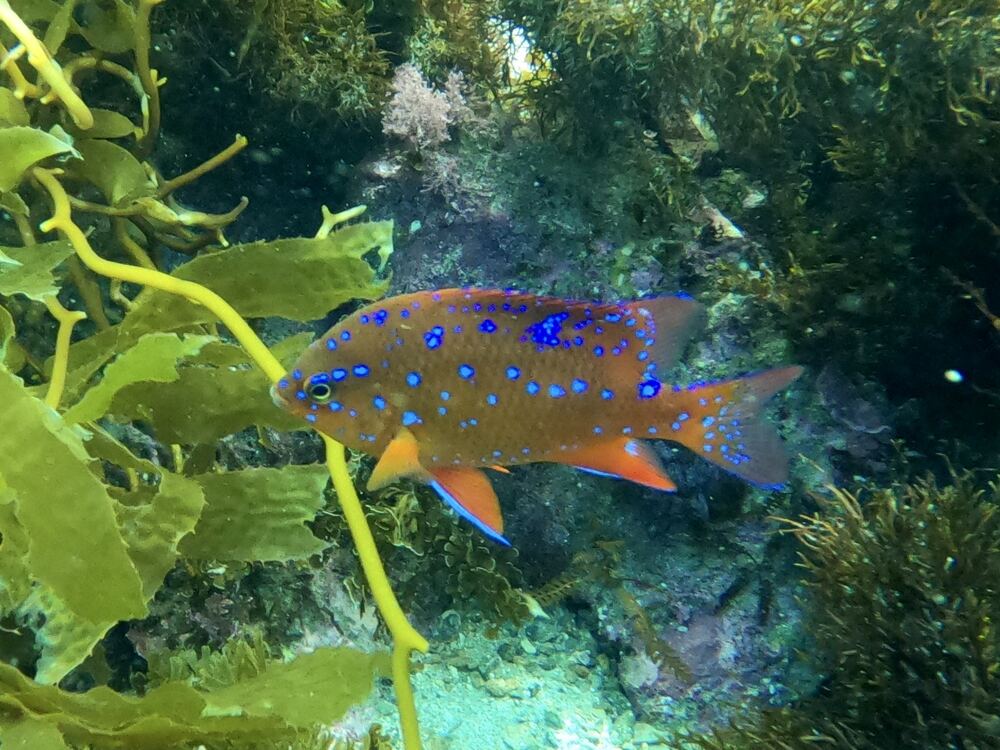 Underwater photograph