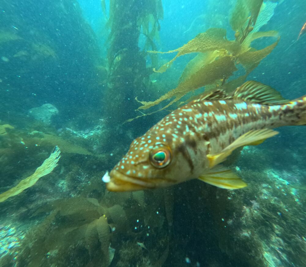 Underwater photograph