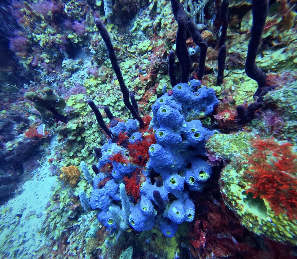 Underwater photograph