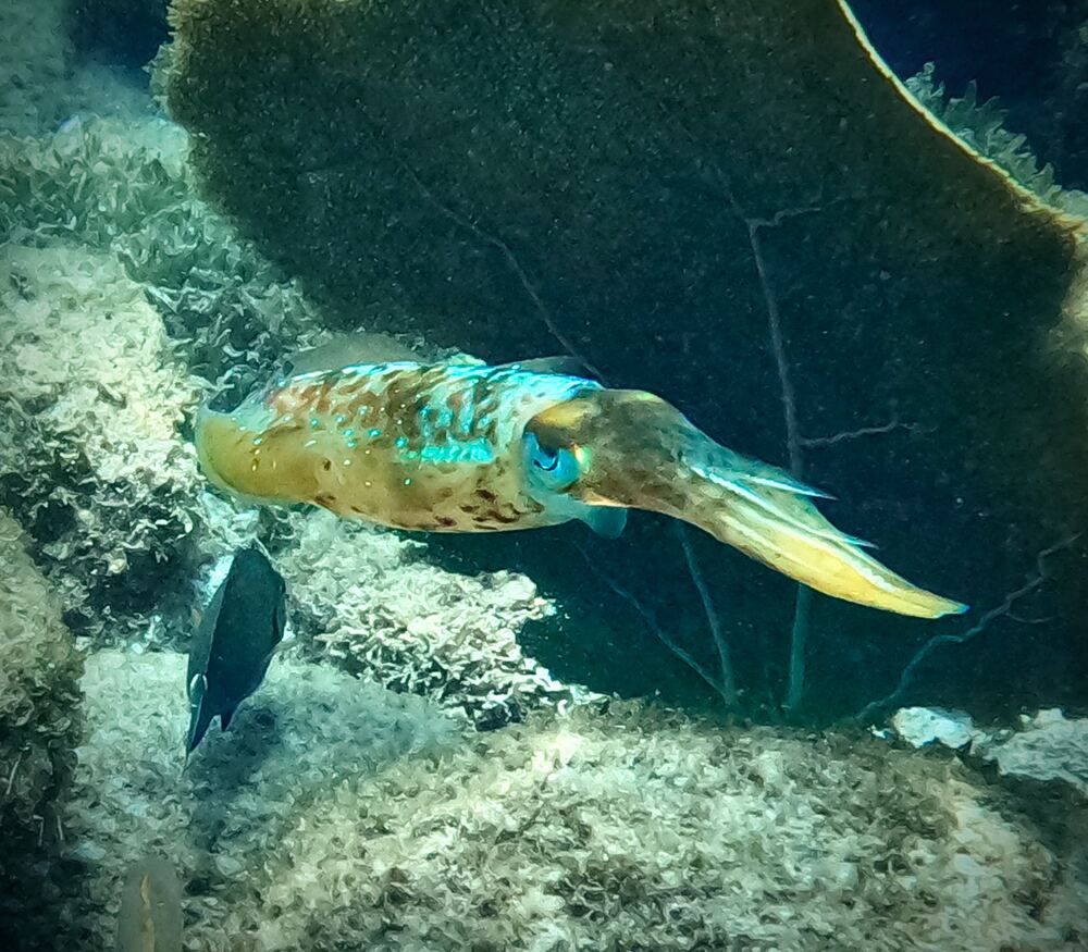 Underwater photograph