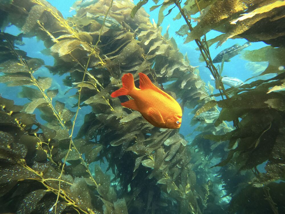 Underwater photograph