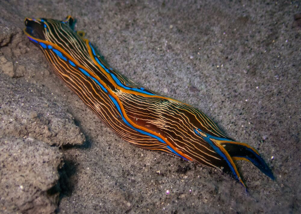 Underwater photograph