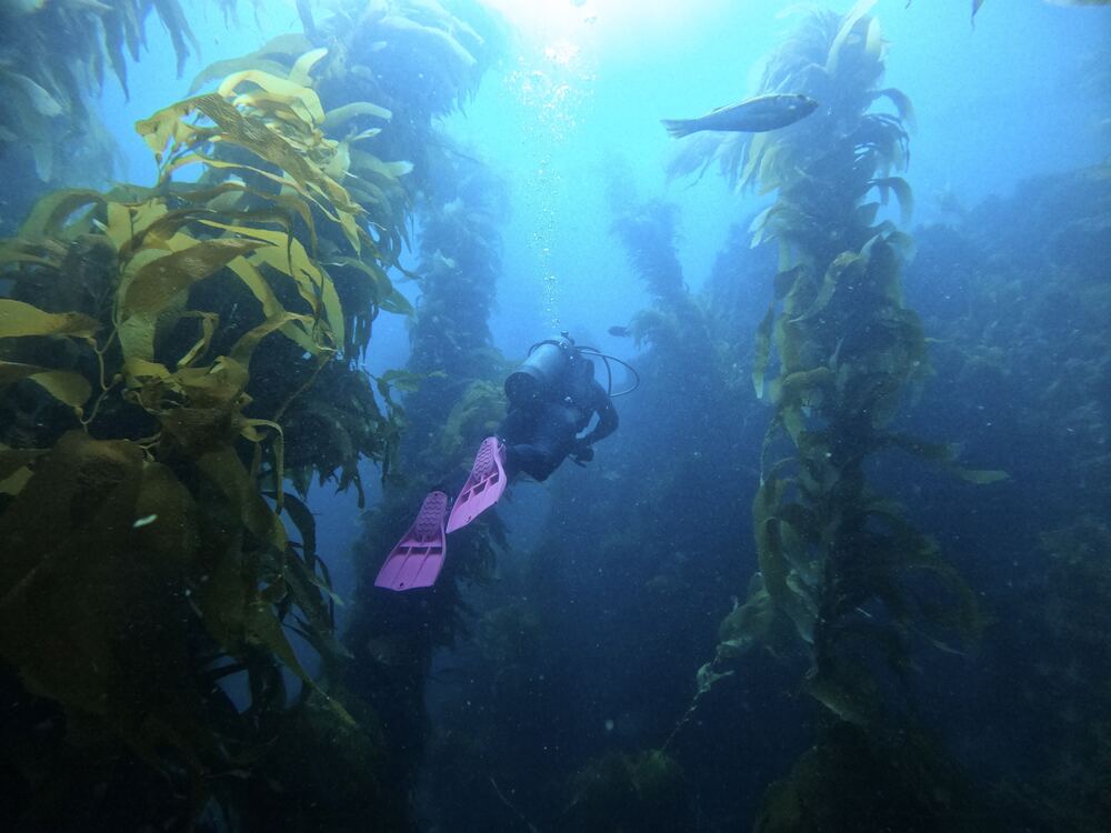 Underwater photograph