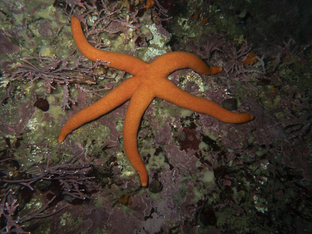 Underwater photograph