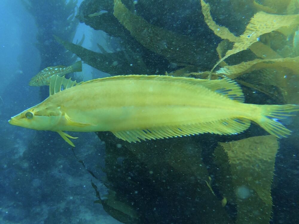 Underwater photograph