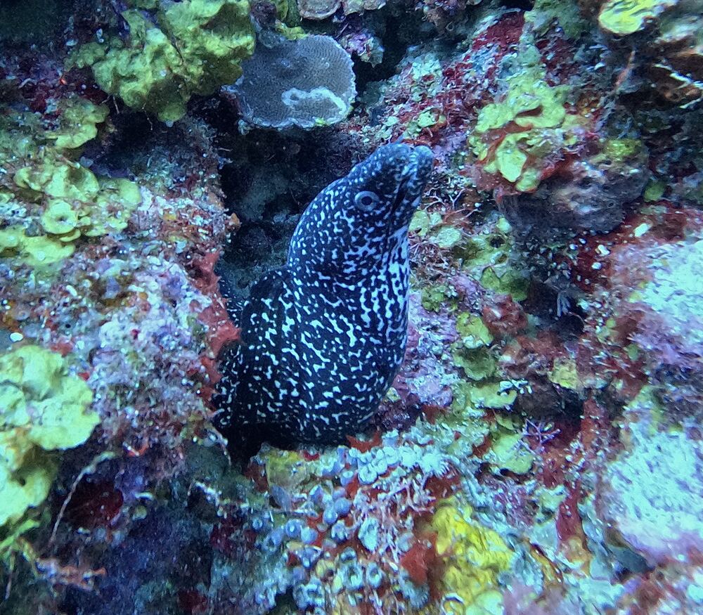 Underwater photograph