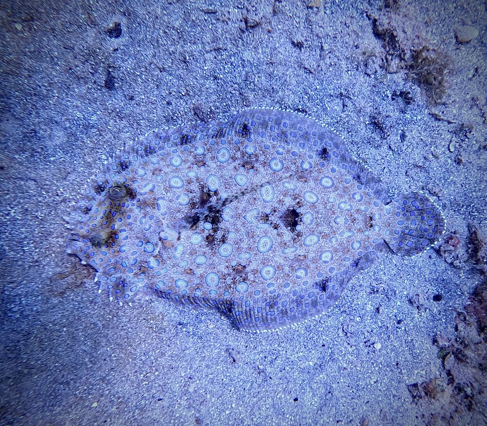 Underwater photograph