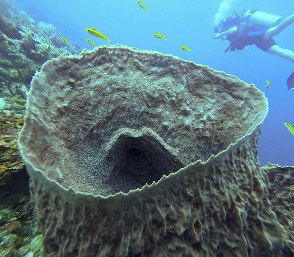 Underwater photograph