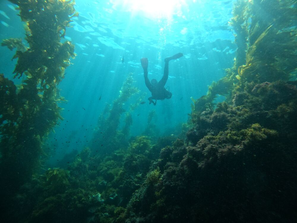 Underwater photograph