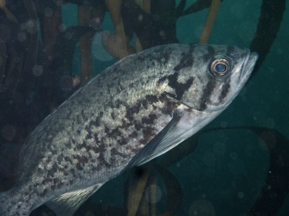 Underwater photograph