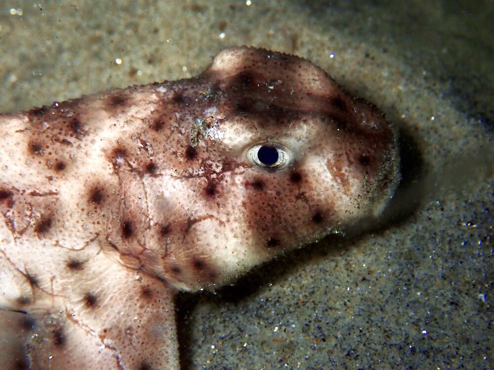 Underwater photograph
