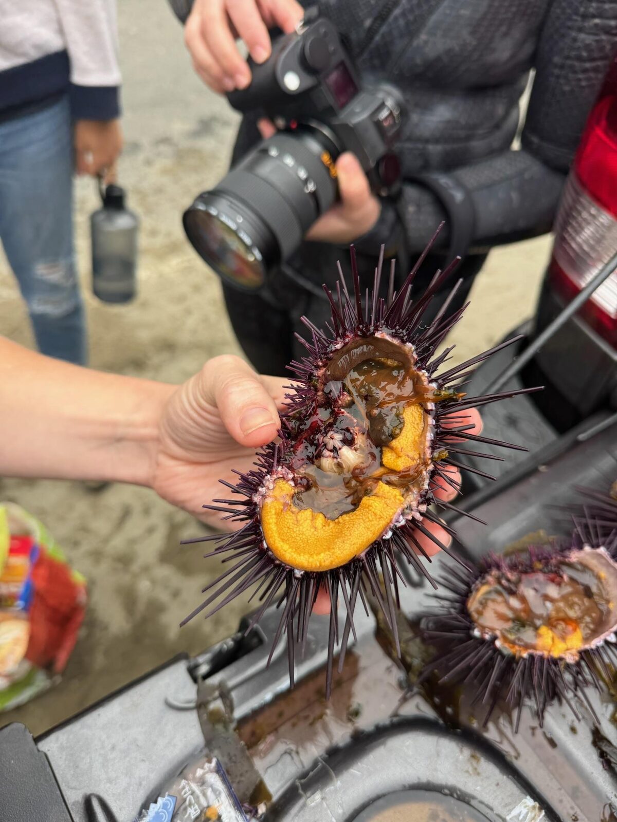 An opened red urchin showing the orange uni inside