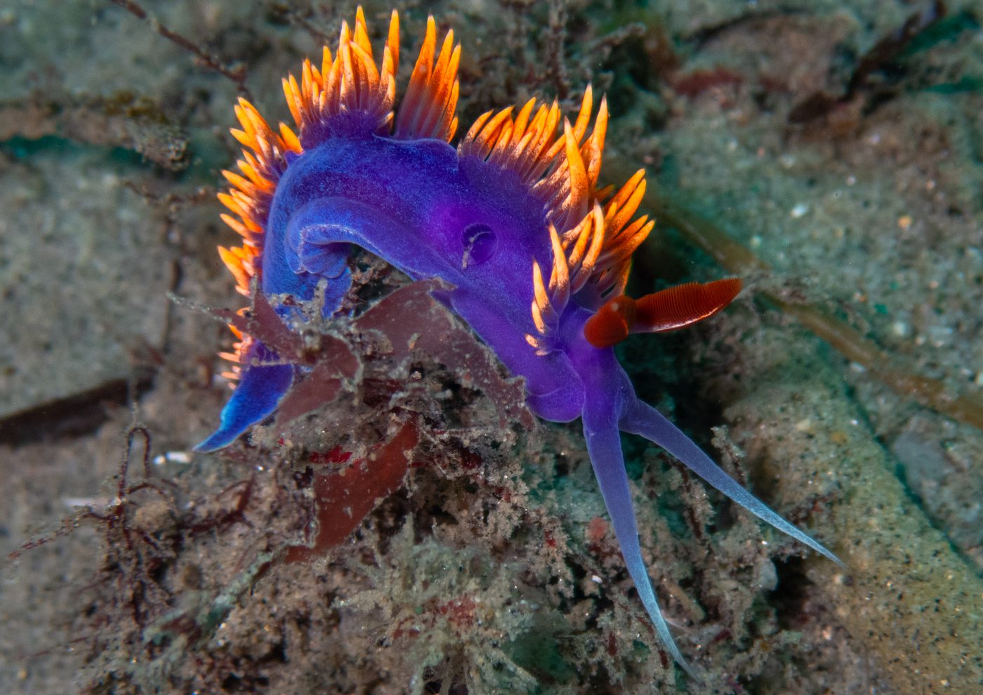 A Spanish shawl nudibranch, deep purple with orange cerata, on the seafloor