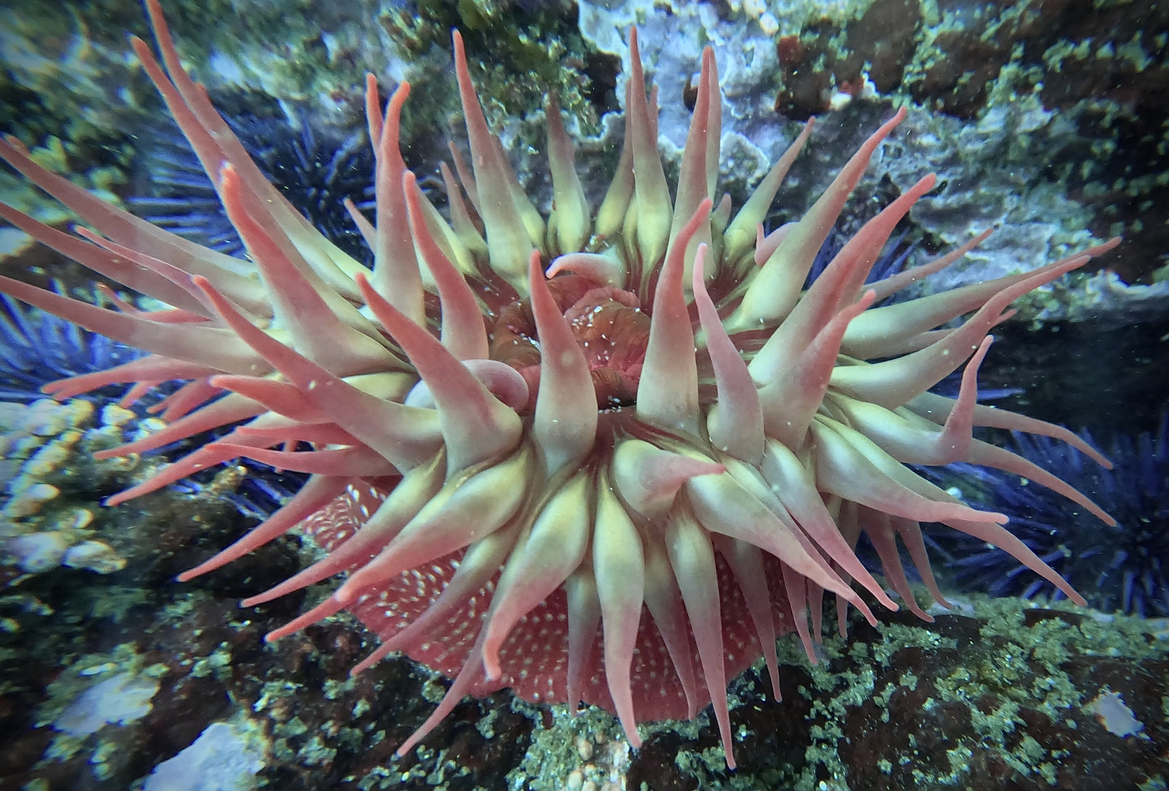 Underwater Photography